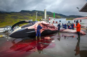 Station chasse à la baleine en Islande